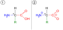 An amino acid, which shown in two ionization states. First, it is shown in the same arrangement as the lead image. This is the unionised form. It is also shown in the ionized form, after the carboxyl group has lost a hydrogen atom, which introduces a negative charge, and the amino group has gained a hydrogen, which introduces a positive charge.