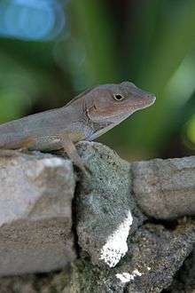 Anolis cybotes on rocks