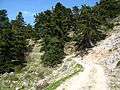 Ascening path, Panachaiko Mountains, Greece.jpg