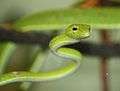 Asian Vine Snake 085.jpg