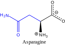 Ball-and-stick model of the L-asparagine molecule as a zwitterion