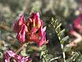 Astragalus monspessulanus (flower).jpg