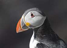 Head of a puffin showing its colourful beak