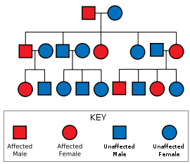 Diagram showing a father carrying the gene and an unaffected mother leading to some of their offspring being affected; those affected are also shown with some affected offspring; those unaffected have no affected offspring