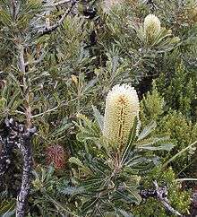 looking down at some yellow flowerheads among foliage on an overcast day