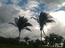 Two palms, their leaves held above horizontal, against a dark and cloudy sky. In the background there are several others.