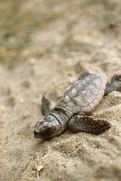  Loggerhead hatchling crawling through the sand