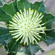 Many straight, fluffy white  cylinders with green ends extend from the bud.