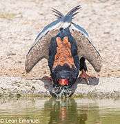 Bateleur drinking water.jpg