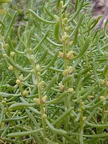 Male adult plant with flower