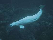 A beluga whale