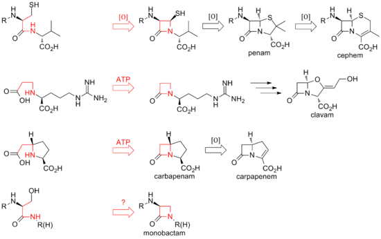 Overview of biosynthetic routes to the different classes of β-lactam compounds.