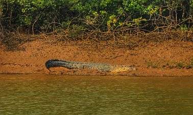 Bhitarkanika Mangroves Flora and Fauna 03.JPG