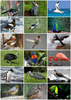 Bird Diversity 2013.png