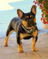 Black-and-tan-french-bulldog-Major.png