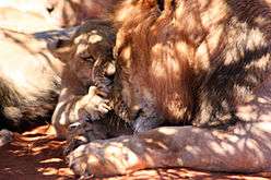 Black-maned lion and cub 2.jpg