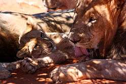 Black-maned lion and cub 3.jpg