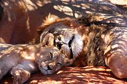 Black-maned lion and cub 4.jpg