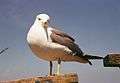 Black-tailed Gull Mikahosi.jpg