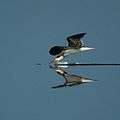 Black Skimmer (5005683576).jpg