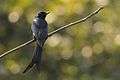 Black drongo (Sanjay Gandhi Biological Park).jpg