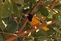 Black hooded oriole (Sanjay Gandhi Biological Park).jpg