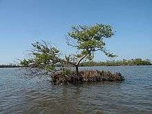 Black mangrove-everglades natl park.jpg