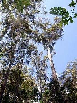 Photograph looking up tall straight trees and their canopy against the sky