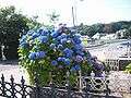 BlueHydrangea.JPG