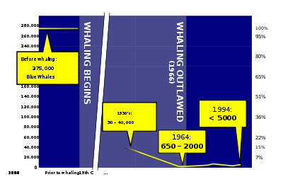 Diagram showing blue whale population trend through the 1900s