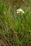 Plant found in Minnesota at Lake Bemidji State Park.