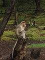 Bonnet Macaque Kodaikanal.jpg