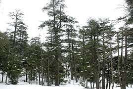 Bosque de cedros, montes del Atlas, Ifran.jpg