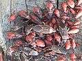 Box Elder Bug adults and nymphs.jpg