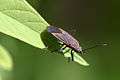 Boxelder bug pittsburgh.jpg