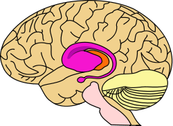 Diagram of a sideview of the brain and part of spinal cord, the front of the brain is to the left, in the centre are orange and purple masses about a quarter of the size of the whole brain, the purple mass largely overlaps the orange and has an arm that starts at its leftmost region and forms a spiral a little way out tapering off and ending in a nodule directly below the main mass