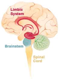 image of limbic system