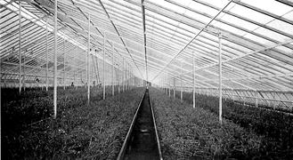 Center of a large greenhouse