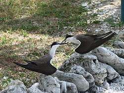 A pair of bridled terns standing on rocks and facing each other in courtship display