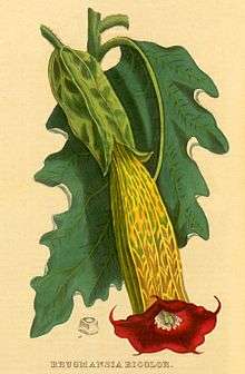 Antique painting of the red Brugmansia sanguinea