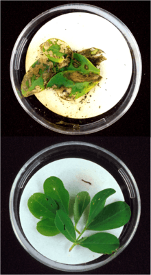  Top: Lesser cornstalk borer larvae extensively damaged the leaves of this unprotected peanut plant. (Image Number K8664-2)-Photo by Herb Pilcher. Bottom: After only a few bites of peanut leaves of this genetically engineered plant (containing the genes of the Bacillus thuringiensis (Bt) bacteria), this lesser cornstalk borer larva crawled off the leaf and died. (Image Number K8664-1)-Photo by Herb Pilcher.