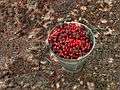 Bucket of fresh-picked cherries.jpg