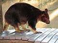 Buergers' Tree-kangaroo, Dendrolagus goodfellowi.JPG