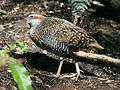 Buff-banded Rail RWD.jpg