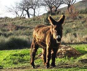 a very shaggy donkey