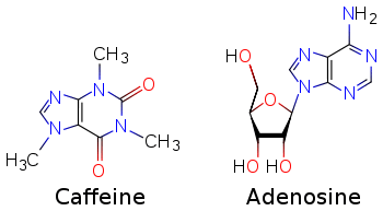 Two skeletal formulas: left – caffeine, right – adenosine.