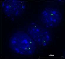 Image of four oval-shaped blue nuclei containing small green dots representing Cajal bodies.