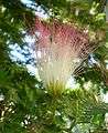 Calliandra-surinamensis-Flo.jpg