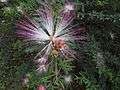 Calliandra brevipes 09.JPG