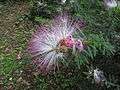 Calliandra brevipes 10.JPG